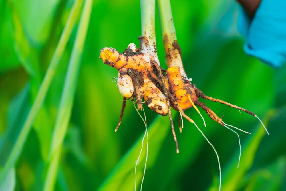 Cara Alami Mengobati Penyakit Pernapasan Kronis